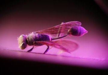 Makrofotografia w ramach projektu „Edukacja włączająca w gorlickich szkołach podstawowych”