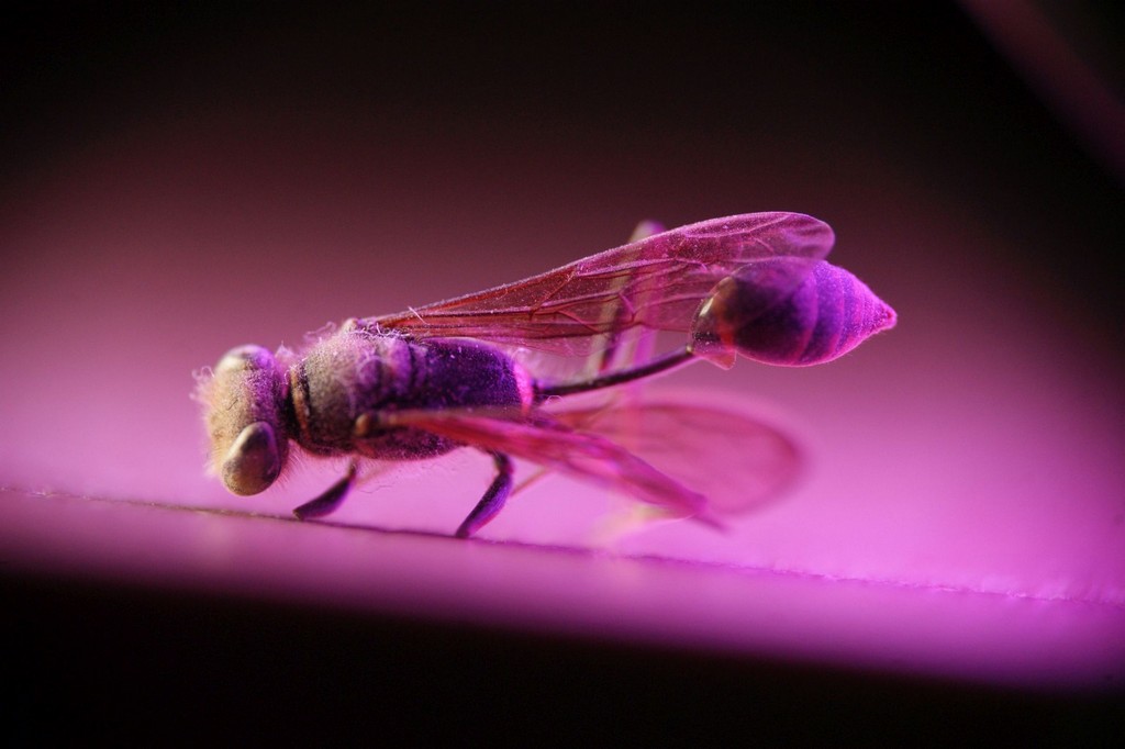 Makrofotografia w ramach projektu „Edukacja włączająca w gorlickich szkołach podstawowych”